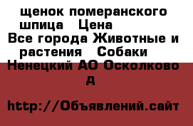 щенок померанского шпица › Цена ­ 45 000 - Все города Животные и растения » Собаки   . Ненецкий АО,Осколково д.